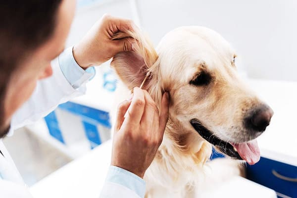 انواع بیماری های رایج سگ ها و روش های درمان آن