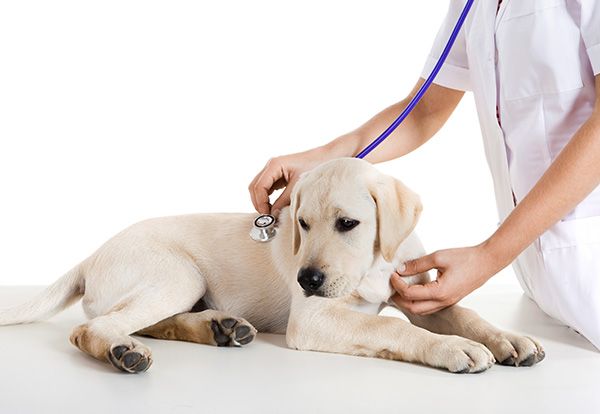 بیماری پاروا ویروس به کدام نژاد از سگ ها آسیب بیشتری می زند؟