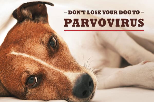 روش‌ تشخیص بیماری پاروا ویروس سگ