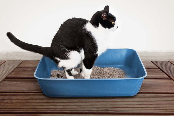 انواع خاک گربه