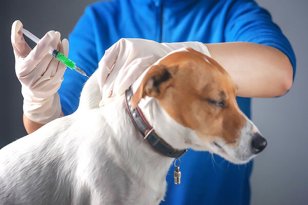 چرا واکسیناسیون سگ‌ها اهمیت دارد؟