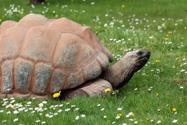 لاکپشت غول‌پیکر آلدابرا (Aldabra Giant Tortoise)