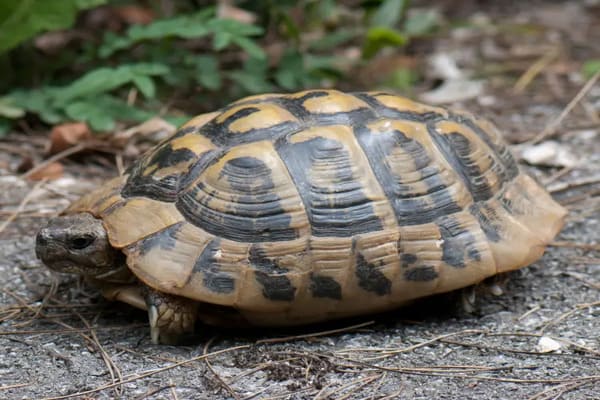 لاکپشت زمینی یونانی (Greek Tortoise)