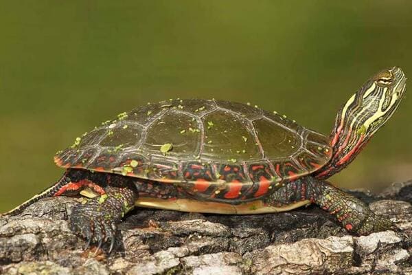 لاکپشت نقاشی (Painted Turtle)