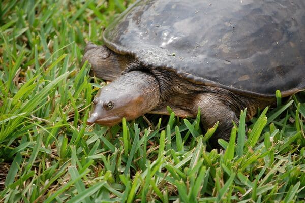 لاکپشت نرم‌لاک (Softshell Turtle)