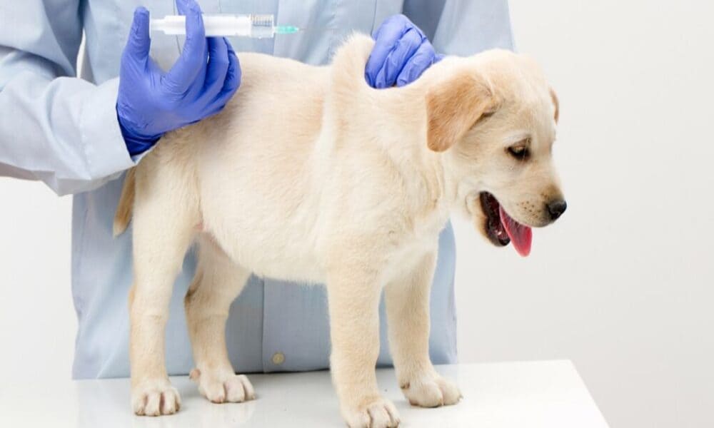 بیماری پاروا ویروس سگ چیست؟